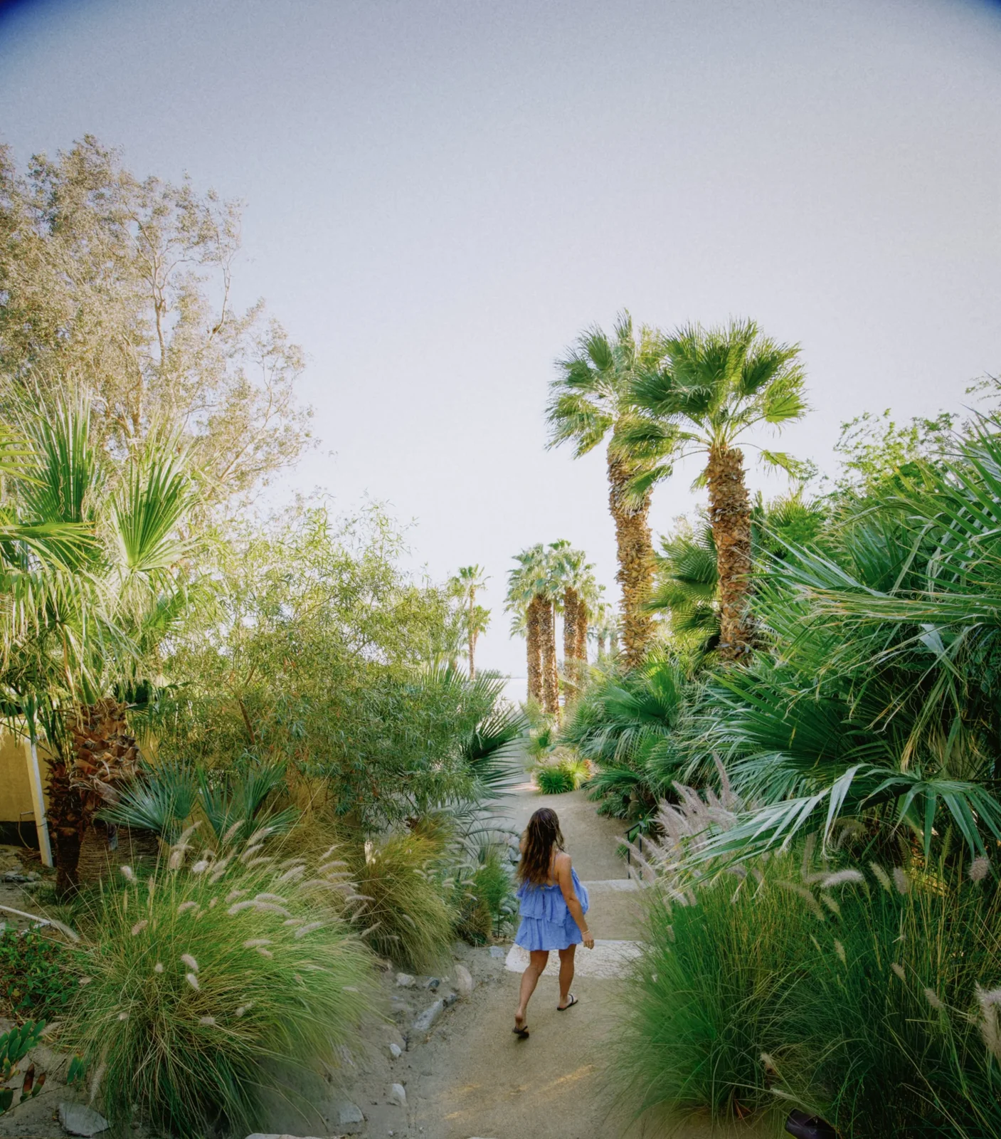 A sunlit path through the palms